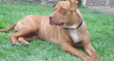 Популярни имена за кучешки кучета pitbul